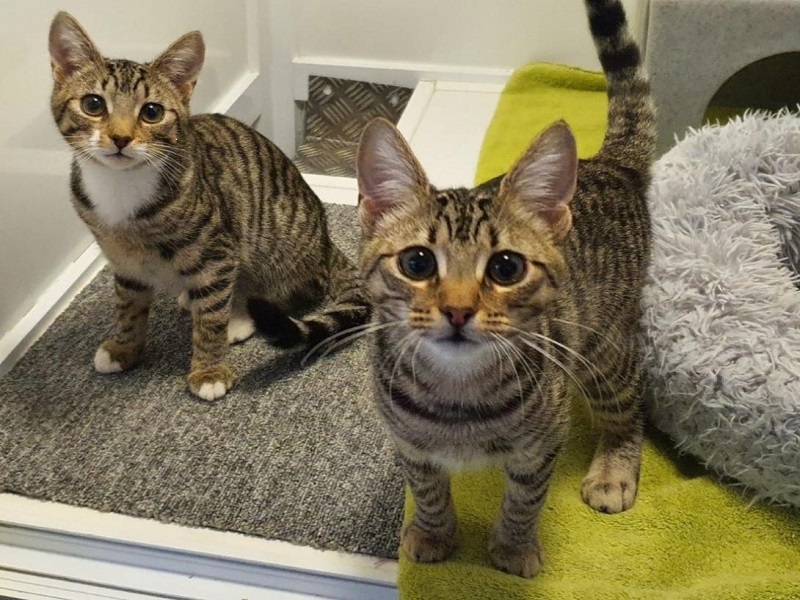 Británicos abandonan a sus mascotas por el encarecimiento de la vida