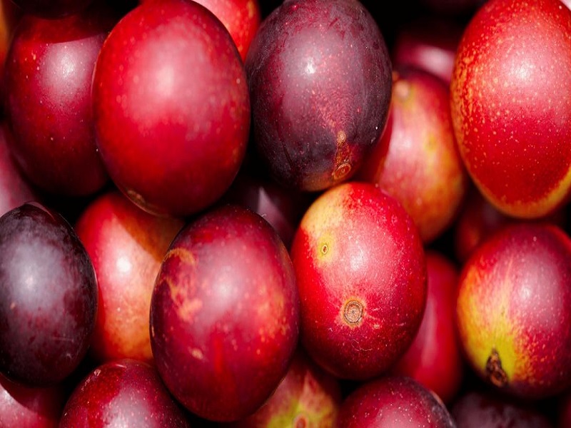 Productores loretanos cierran negocio de 3,5 toneladas de camu camu con industria de jugos