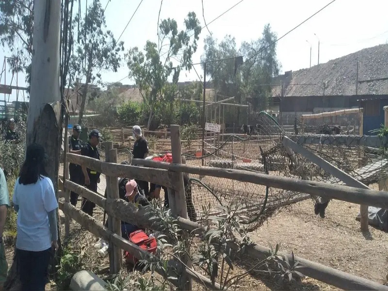 Varios heridos tras colapso de puente colgante en centro recreativo de Puente Piedra