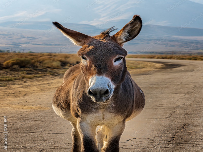 ¿Existen suficientes burros para exportar a China? Esto es lo que se sabe