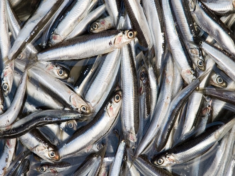 Volvió la Anchoveta