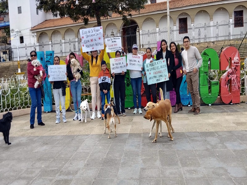 Ayabaca: envenenamiento masivo de perros indigna a la población 