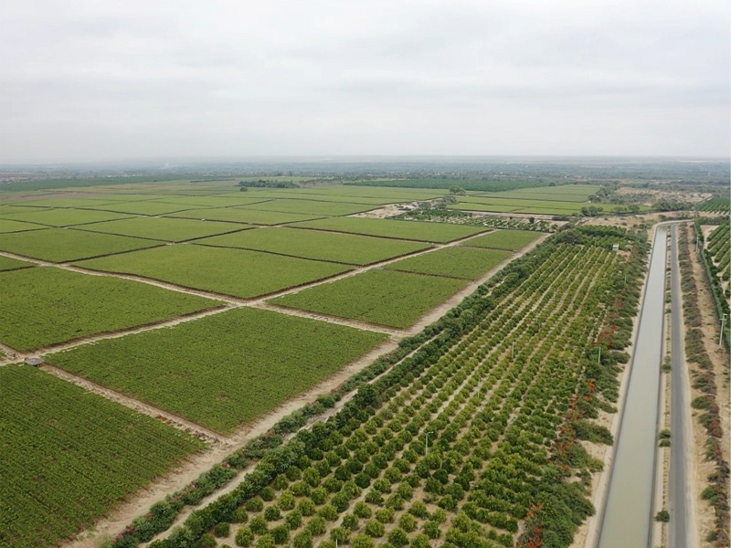 Se adelanta campaña agrícola en valles del Chira, Sechura, Medio y Bajo Piura