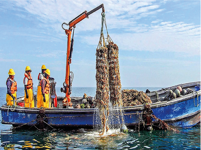 La maricultura en Sechura: paralizada por la muerte de conchas de abanico 
